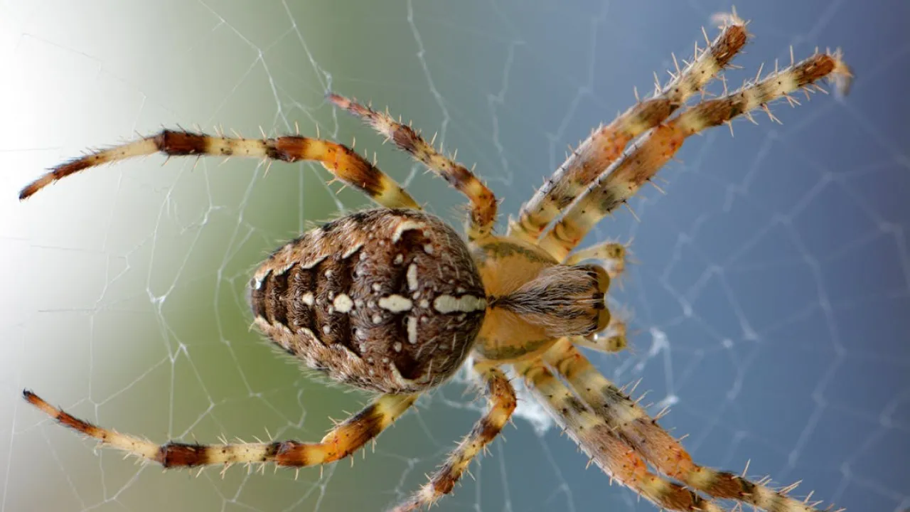 What does a spider in a dream mean?
