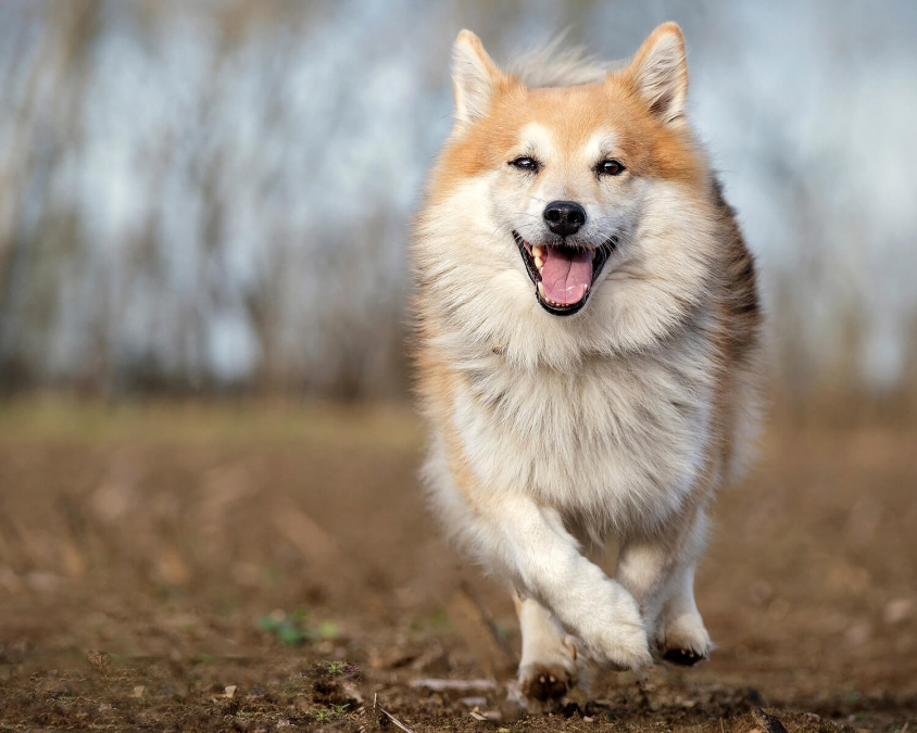 What does it mean to dream of a dog