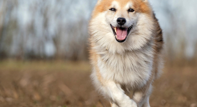 What does it mean to dream of a dog