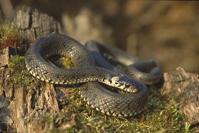 What does a grass snake mean in a dream?