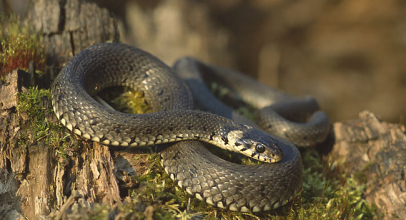What does a grass snake mean in a dream?