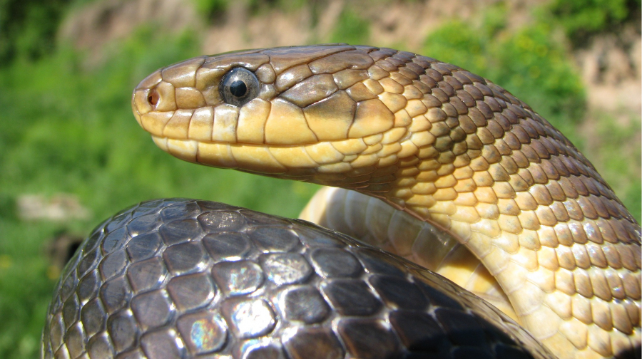 What does a snake dream mean