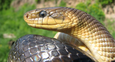 What does a snake dream mean