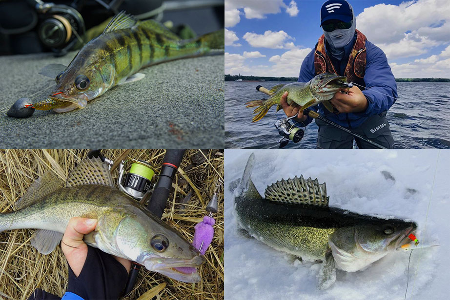 The art of catching zander